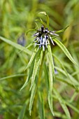 AMSONIA HUBRICHTII ERNST PAGELS