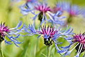 CENTAUREA MONTANA