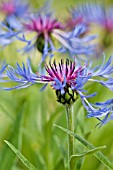 CENTAUREA MONTANA