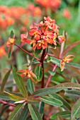 EUPHORBIA GRIFFITHII DIXTER