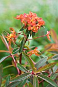 EUPHORBIA GRIFFITHII DIXTER