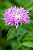 CENTAUREA JOHN COUTTS