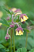 GEUM CHIPCHASE