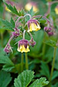 GEUM CHIPCHASE