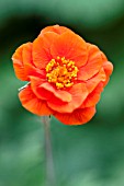 GEUM COCCINEUM WERNER ARENDS