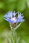 CENTAUREA BLEWIT