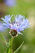 CENTAUREA BLEWIT