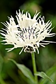 CENTAUREA CHEIRANTHIFOLIA