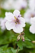 GERANIUM DERRICK COOK