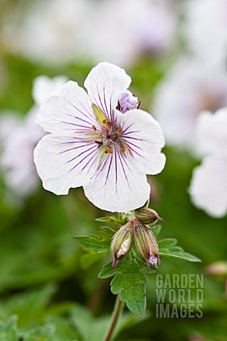 GERANIUM_DERRICK_COOK