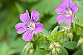 GERANIUM SIRAK