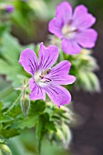 GERANIUM SIRAK