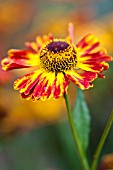 HELENIUM KONIGSTIGER