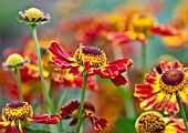 HELENIUM KONIGSTIGER