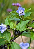 NICANDRA PHYSALODES SEED PODS