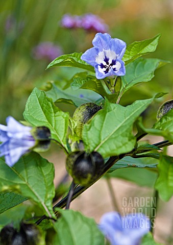 NICANDRA_PHYSALODES_SEED_PODS