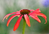 ECHINACEA TOMATO SOUP