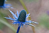 ERYNGIUM ZABELII BIG BLUE