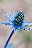 ERYNGIUM ZABELII BIG BLUE