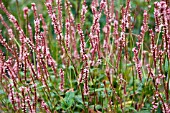 PERSICARIA AMPLEXICAULIS FASCINATION