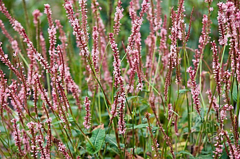 PERSICARIA_AMPLEXICAULIS_FASCINATION