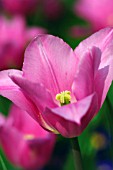 TULIPA CHINA PINK