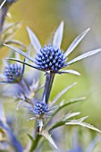 ERYNGIUM AMETHYSTINUM