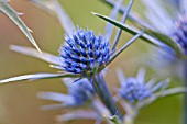 ERYNGIUM AMETHYSTINUM