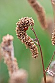 LADYBIRD HIBERNATING ON AN OLD SANGUISORBA FLOWER