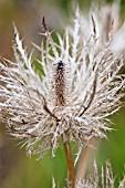 ERYNGIUM X ZABELII  DONARD VARIETY DRIED FLOWER