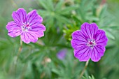 GERANIUM SANGUINEUM VISION VIOLET