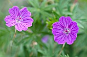 GERANIUM SANGUINEUM VISION VIOLET