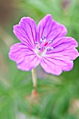 GERANIUM SANGUINEUM VISION VIOLET