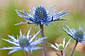 ERYNGIUM LAPIS BLUE