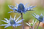 ERYNGIUM LAPIS BLUE