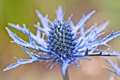 ERYNGIUM LAPIS BLUE