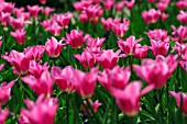 TULIPA CHINA PINK