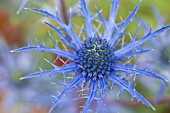 ERYNGIUM LAPIS BLUE