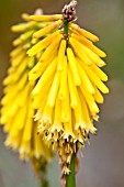 KNIPHOFIA CANDLELIGHT