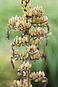 VERATRUM NIGRUM SEEDS