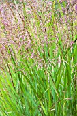 PANICUM VIRGATUM RUBRUM