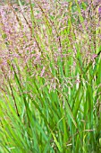 PANICUM VIRGATUM RUBRUM