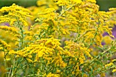 SOLIDAGO ALTISSIMA