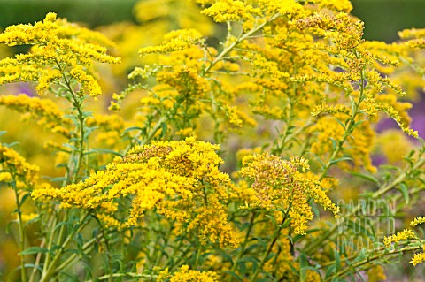 SOLIDAGO_ALTISSIMA