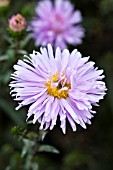 ASTER NOVI-BELGII FELLOWSHIP