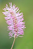 SANGUISORBA OBTUSA