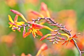 CROCOSMIA X CROCOSMIOIDES CASTLE WARD LATE