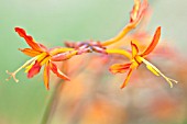 CROCOSMIA X CROCOSMIOIDES CASTLE WARD LATE