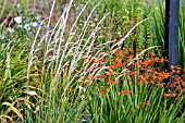 STIPA PSEUDOICHU PLANTED WITH CROCOSMIA X CROCOSMIOIDES CASTLE WARD LATE