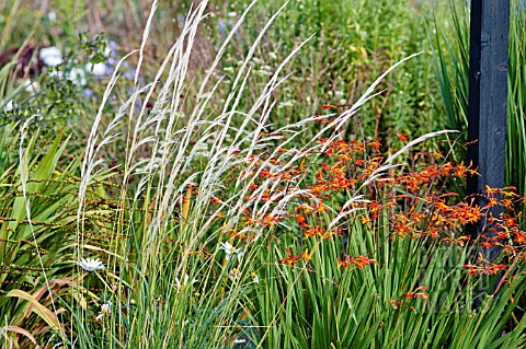 STIPA_PSEUDOICHU_PLANTED_WITH_CROCOSMIA_X_CROCOSMIOIDES_CASTLE_WARD_LATE